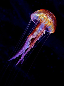 "Jellyen"

Jelly-Ufo-Alien this triad composes the "Jel... by Henry Jager 